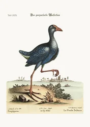 The Purple Water-Hen